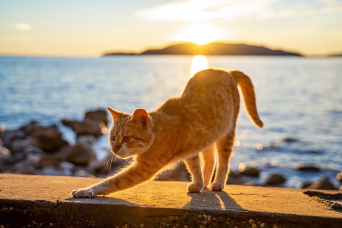 夕日を背景に伸びをしながら海沿いを歩く猫