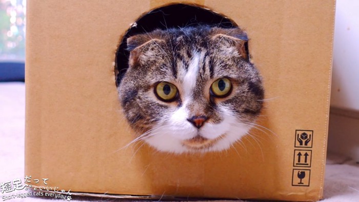 箱から顔を出す猫