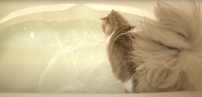 お風呂に飛び込む猫