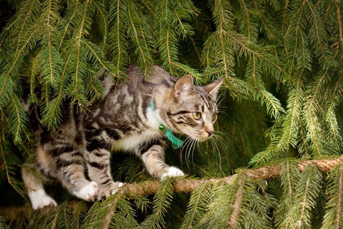 木の枝の上を歩く猫