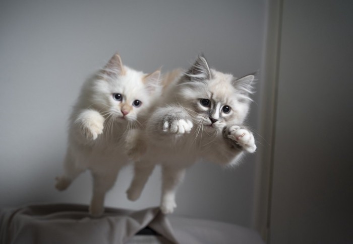 飛ぶ二匹の猫