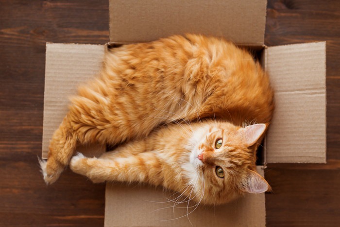 箱にぴったりはまる猫の写真