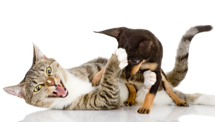 喧嘩している猫と犬