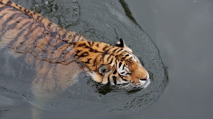 泳ぐ虎