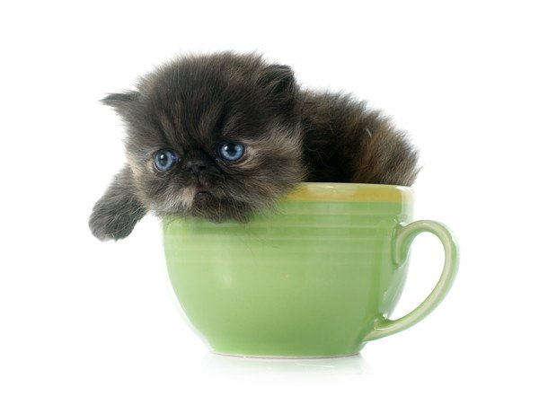 緑のカップに入る子猫