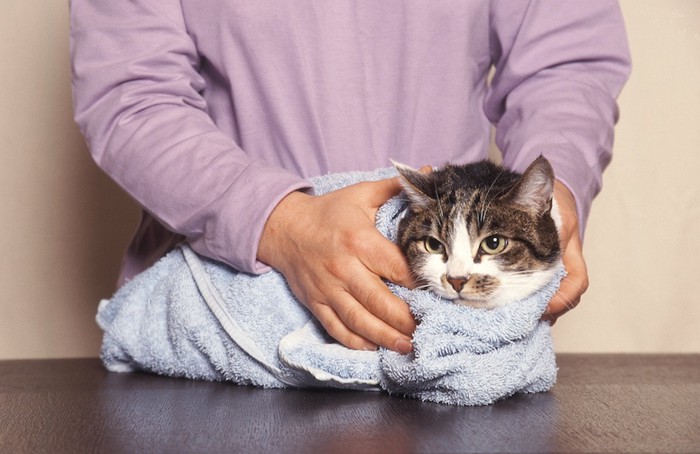 タオルで包まれ保定された猫