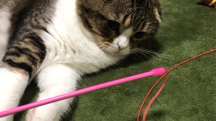 棒を見つめる猫