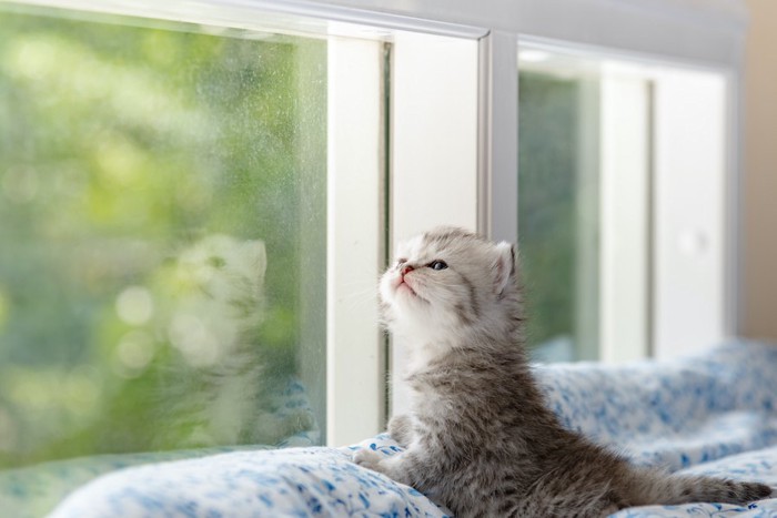 窓から外を眺める子猫