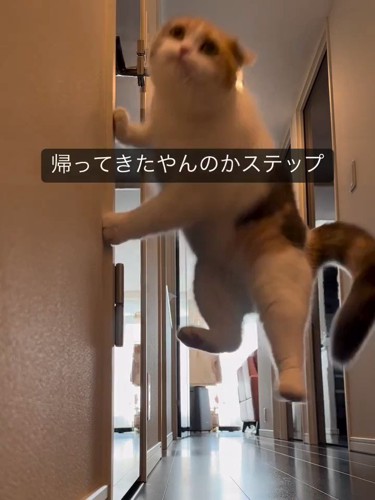ジャンプして壁に前足をつく猫