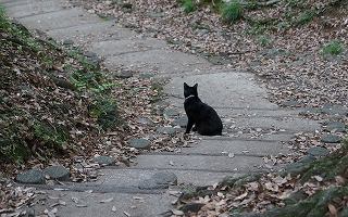 石段の黒猫