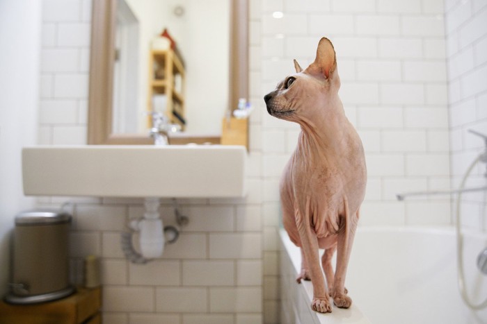 浴槽の縁に立つ猫