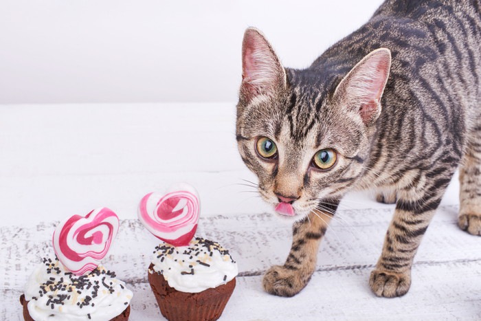 猫とカップケーキ