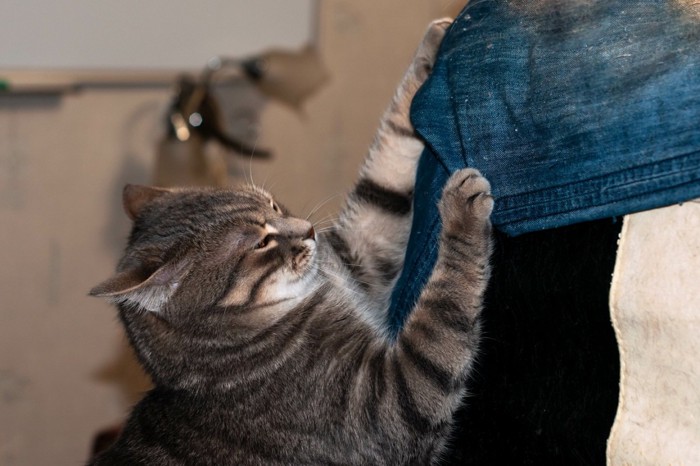 爪研ぎしている猫
