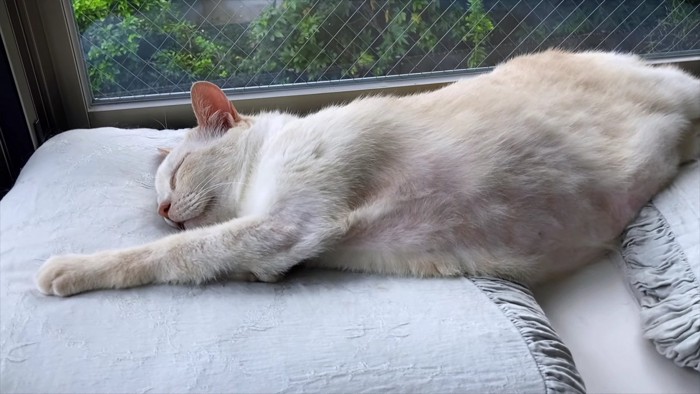 眠るベージュ猫