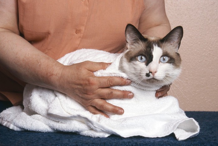 タオルで包まれる猫
