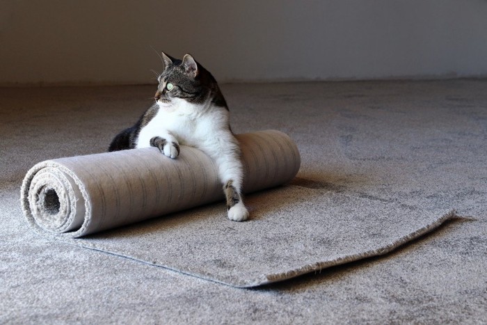 絨毯に乗る猫