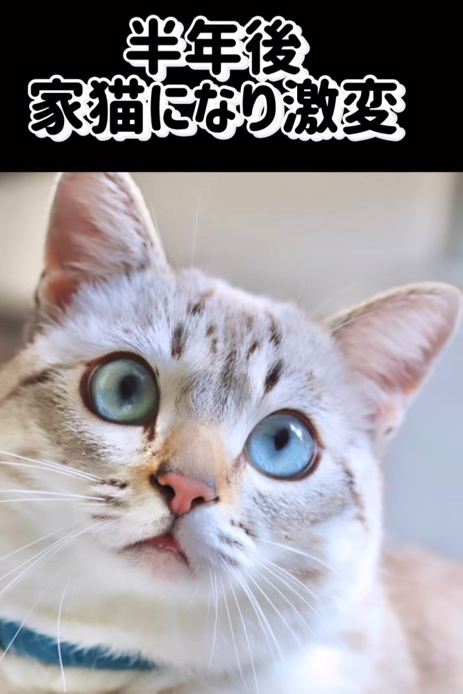 青い目の猫顔