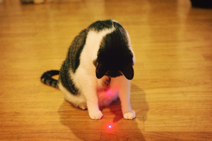 猫とレーザー光