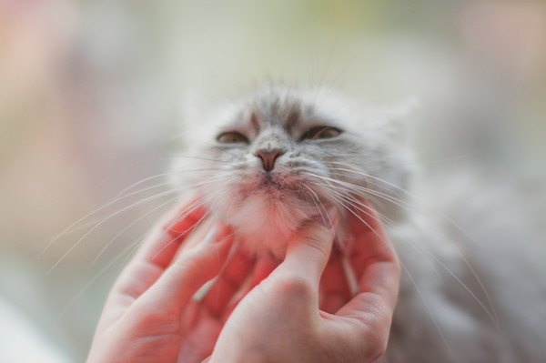 両手で顎を撫でられる猫