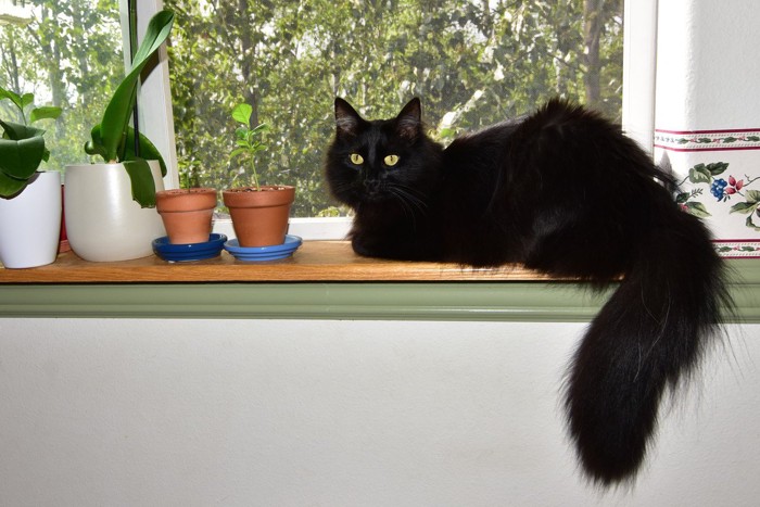 窓辺の黒猫