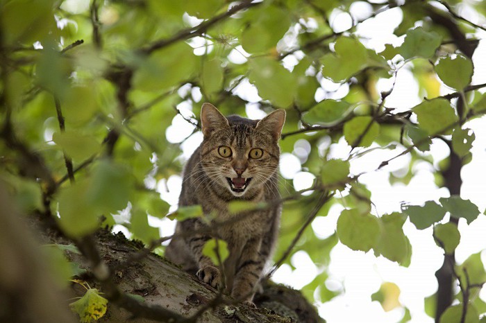木の上でこっちに来るなーと怒る猫