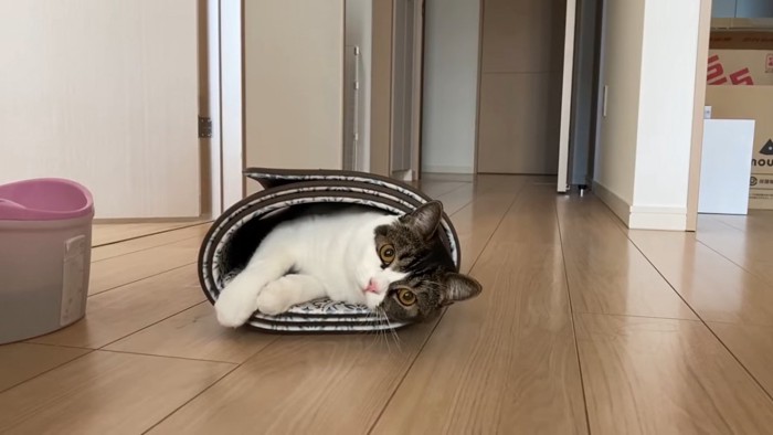 丸めたマットの中に入る猫