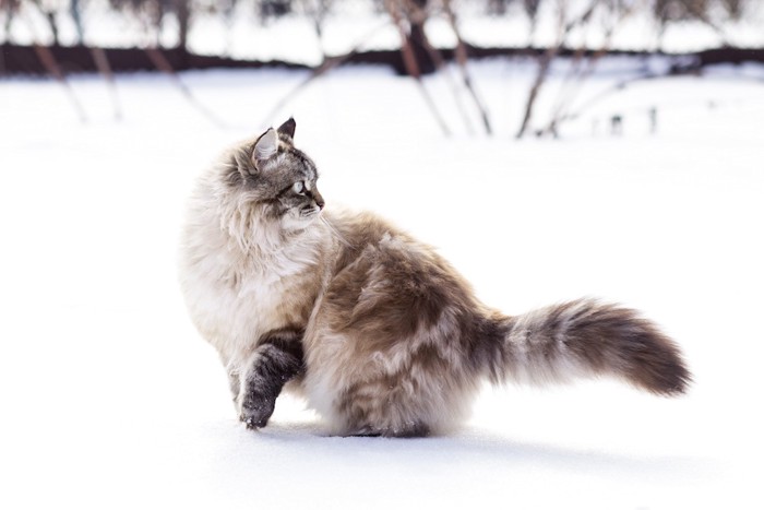 雪の中を歩く長毛の猫