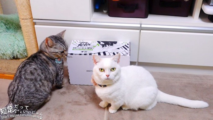 箱の隣に座る2匹の猫
