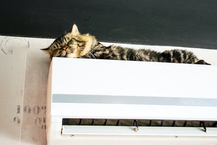 エアコンの上で眠っている猫