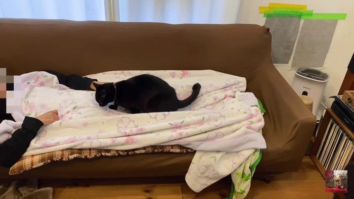 ソファの上の黒猫