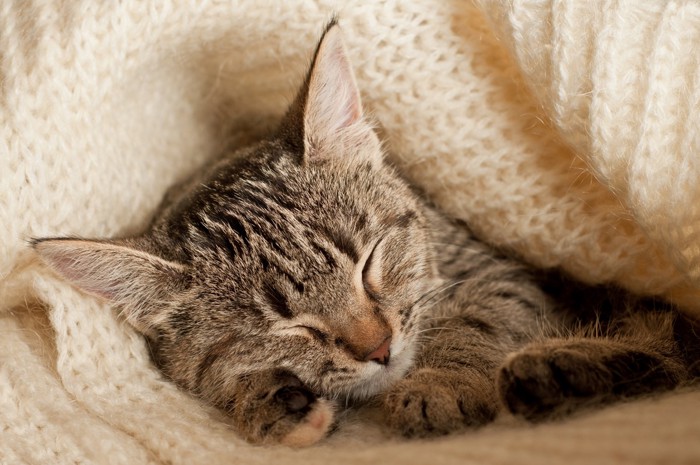 毛布の中で眠る猫