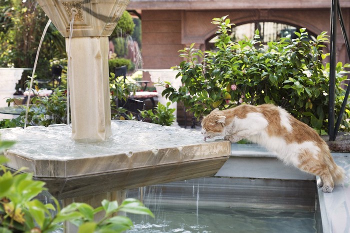 噴水の水を飲む猫