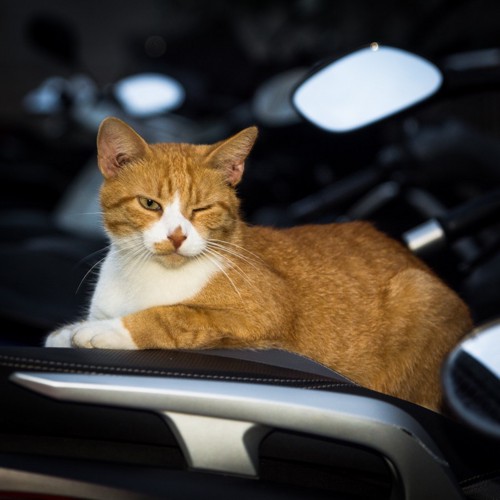 バイクに座っている猫