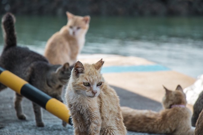青島の猫達
