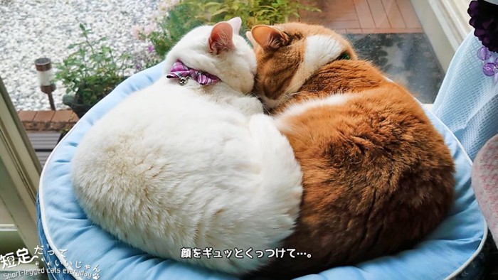 顔をくっつけて寝る2匹の猫