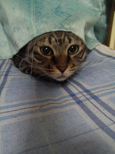 カーテンから顔だけ出している猫