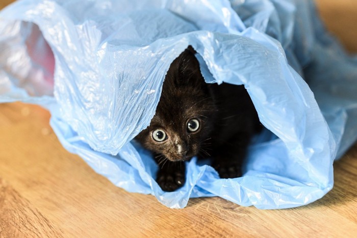 ビニール袋に入る子猫