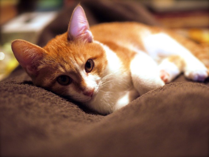 #茶色の毛布の上で横たわる猫#