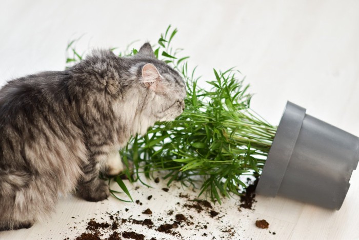 植木鉢を落としてイタズラする猫