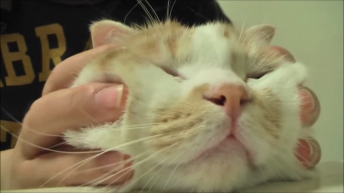 顔の横を触られる猫