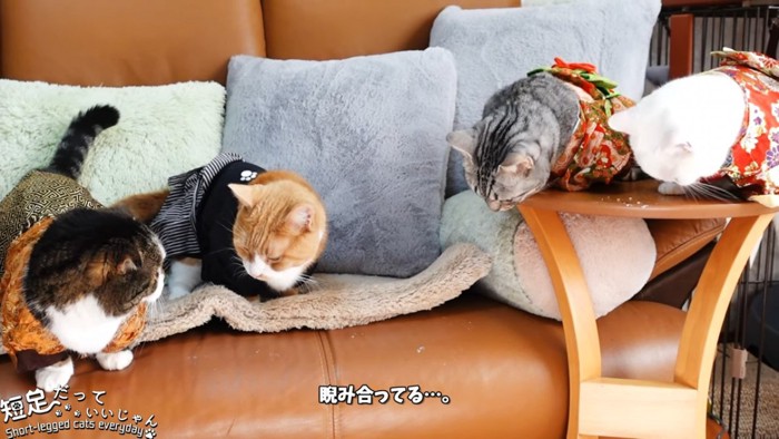 にらみ合う袴姿の猫