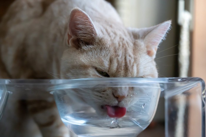 お水を飲んでいる猫