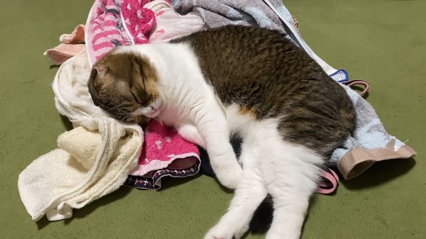 後ろ足を伸ばして寝る猫