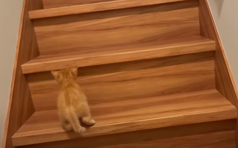 階段の途中の子猫
