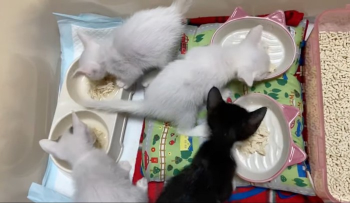 ケージの中でご飯を食べる猫たち