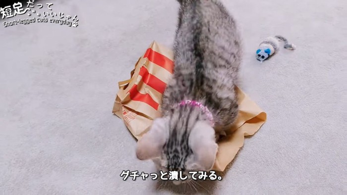 紙袋の上に乗る猫