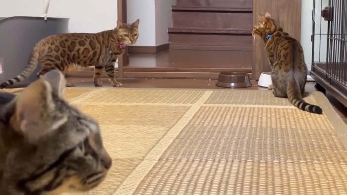 カメラの前にいる猫と部屋の入り口にいる猫