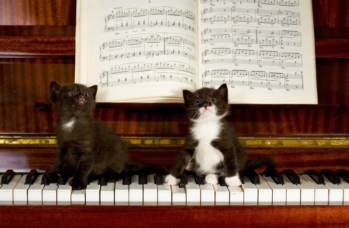 ピアノに乗る猫