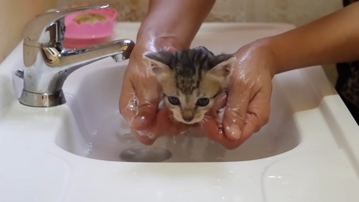 前足を洗われる子猫