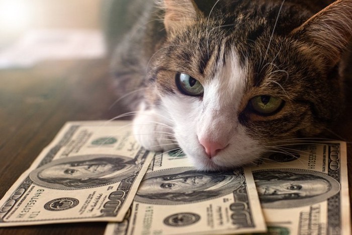 お金の上に寝る猫